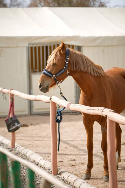 Foto Kuda Berdiri Tema Olahraga Berkuda — Stok Foto