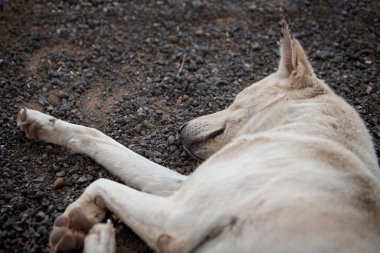 Uyuyan beyaz bir sokak köpeğinin yakın plan fotoğrafı. Seçici odak
