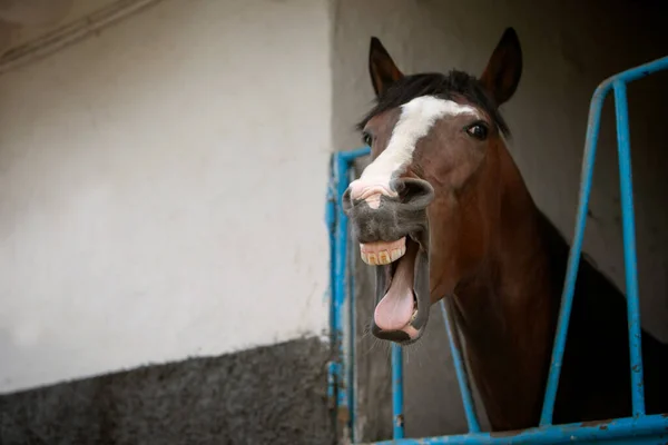 Foto Engraçada Cavalo Bocejo Tema Dos Animais Fazenda Esportes Equestres — Fotografia de Stock