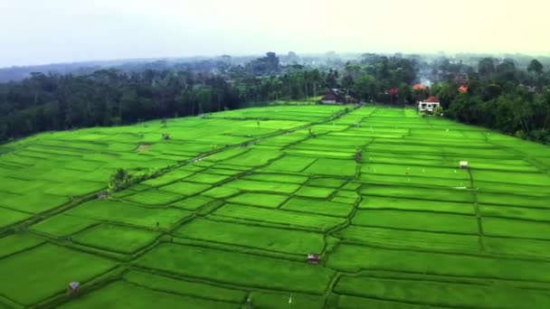 Bali Vista Aérea Superior Terraços Arroz Paddy Campos Agrícolas Verdes — Vídeo de Stock