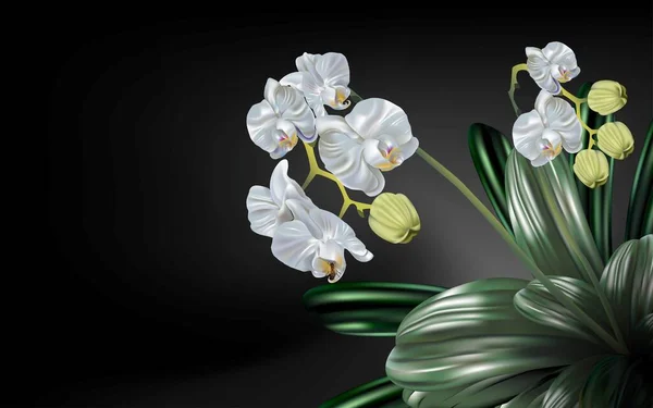 Abeja Las Flores Blancas Orquídea Aislada Sobre Fondo Negro — Vector de stock