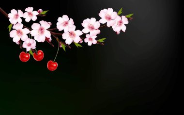 Koyu arkaplanda pembe çiçekler ve kirazlar açıyor. Ağaçtaki güzel pembe kiraz dalları karanlığın altında, güzel Sakura çiçekleri bahar mevsiminde parkta, Flora desenli desen, doğa çiçekli arka plan..