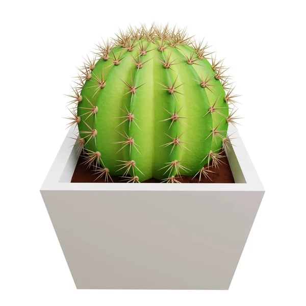 Cactus Melocactus Picture Rendering — Photo