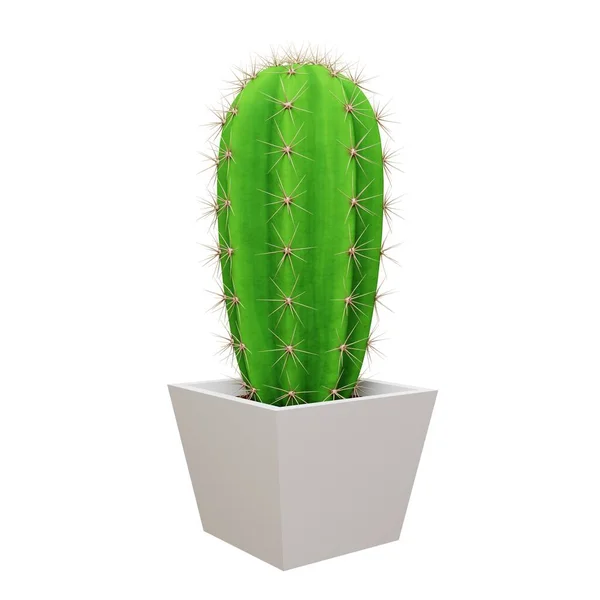 Kaktüs Saguaro filmi. 3d oluşturma.