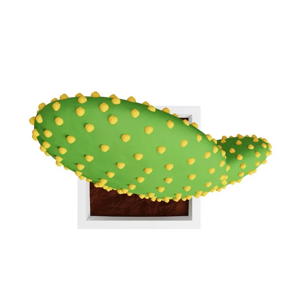 Картинка Микроскопа Cactus Opuntia Рендеринг — стоковое фото