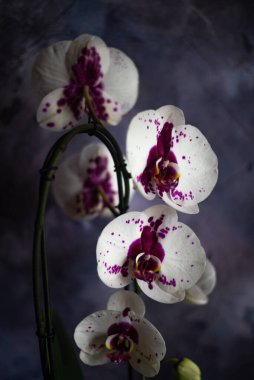 White large phalaenopsis orchid on a dark background