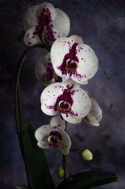 White large phalaenopsis orchid on a dark background