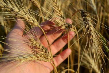 Güneşin ışığında buğday kulakları, olgun buğday tarlaları, palmiyelerde buğday başakları.