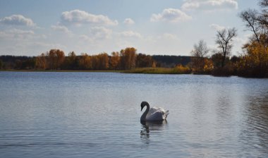 Güneşli bir günde gölde kuğu