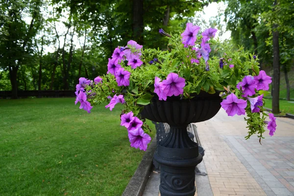Flores Rosas Violetas Jardín —  Fotos de Stock