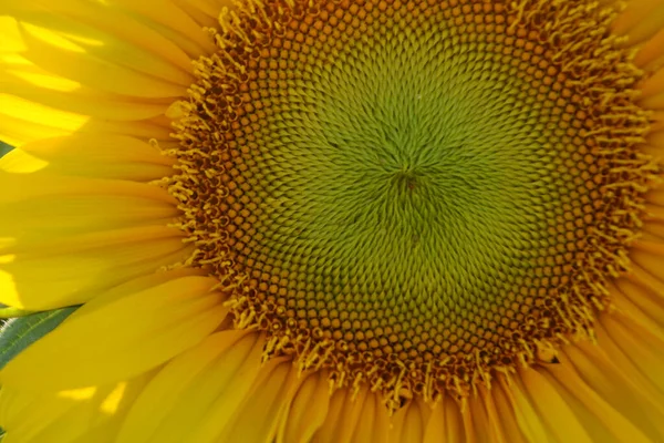 Solros Närbild Solig Dag Blommor Och Sol — Stockfoto