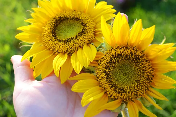 Sunflower Flowers Palm Illuminated Sun — Stock Photo, Image