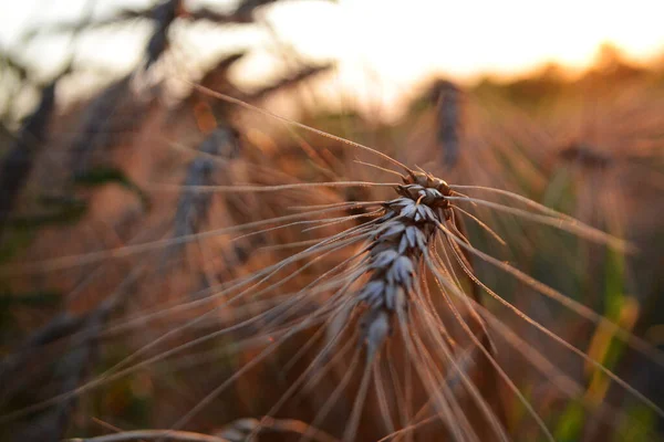 Wheat Ears Close Light Sun Field Ripewheat — Stock Photo, Image