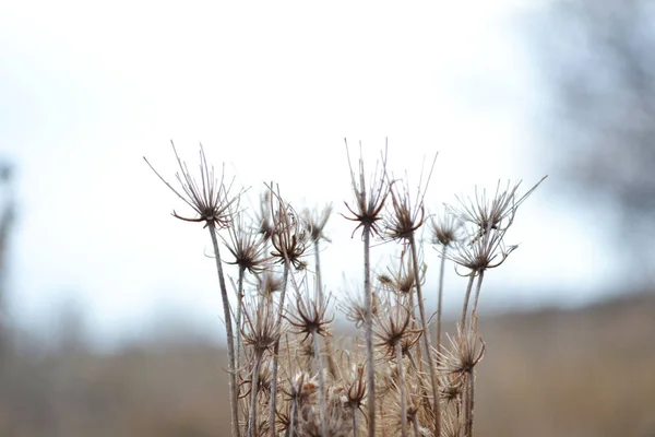 Herfst Bloem Vorm Van Zootics Close Een Lichte Achtergrond — Stockfoto