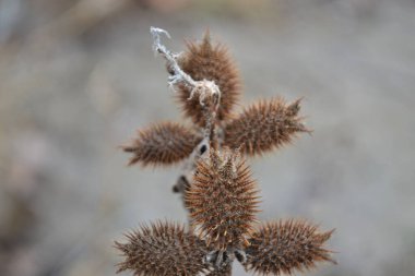Tarlada dikenler, mavi arka planda kahverengi dikenler.