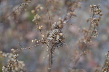 Mavi bulanık arkaplanda narin kahverengi çiçekler