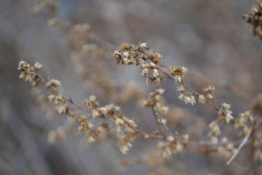 Mavi bulanık arkaplanda narin kahverengi çiçekler