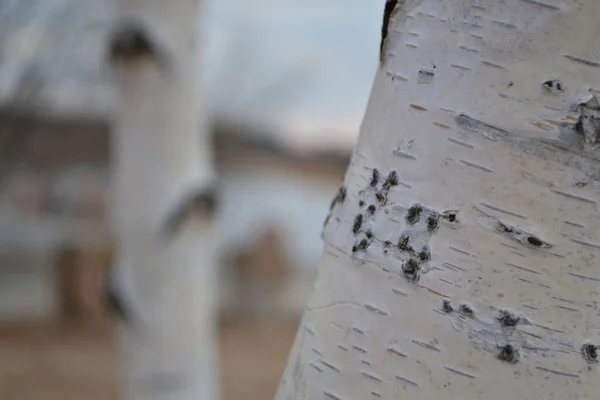 Beyaz huş gövdesi gökyüzüne yakın.