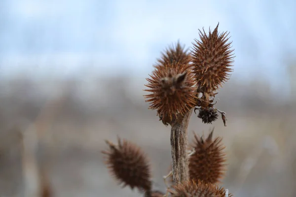 Tarlada dikenler, mavi arka planda kahverengi dikenler.