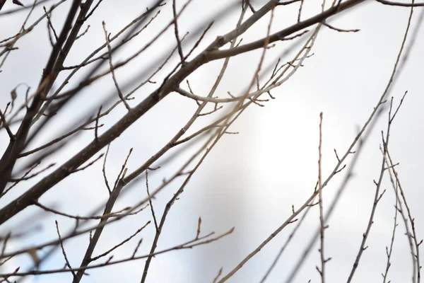 Yaprakları olmayan bir ağacın dalları mavi gökyüzüne karşı, bulanık mavi arkaplan, dalları gökyüzüne karşı