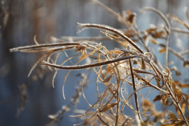 Bulanık arkaplanda narin çiçekler..