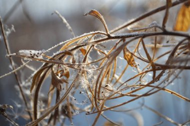 Bulanık arkaplanda narin çiçekler..