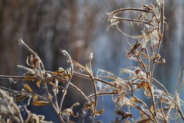 Bulanık arkaplanda narin çiçekler..