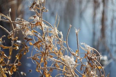 Bulanık arkaplanda narin çiçekler..