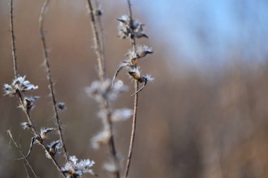 Bulanık arkaplanda narin çiçekler..