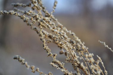 Bulanık arkaplanda narin çiçekler..