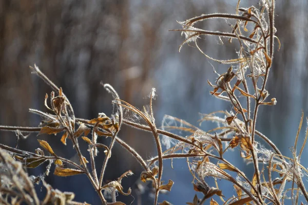 Bulanık arkaplanda narin çiçekler..