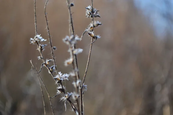 Delicate Bloemen Close Een Wazige Achtergrond — Stockfoto