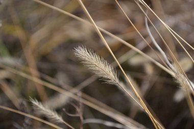 Yakın planda yumuşak sarı çimenler..