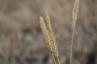 Yakın planda yumuşak sarı çimenler..