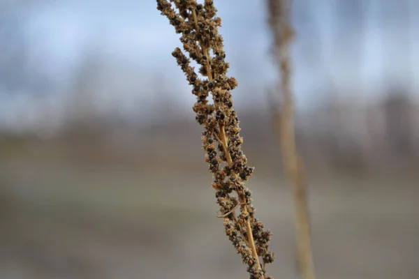 Sonbahar çiçekleri tarlaya yakın bulanık bir arka planda, narin kır çiçekleri, sonbahar güzel havası.
