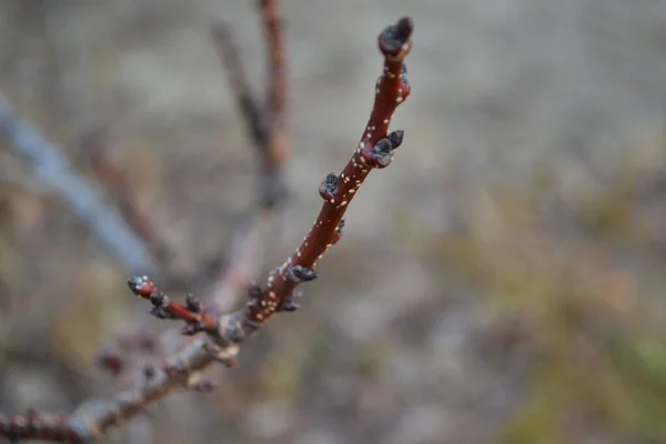 Güneşin ışığında bir maun dalı, sonbahar ağaçlarının dalları..