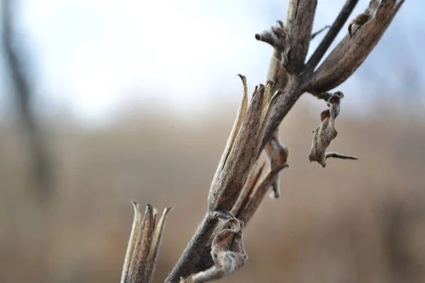 Bulanık arkaplanda narin çiçekler..