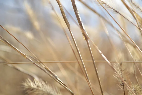 Yakın planda yumuşak sarı çimenler..
