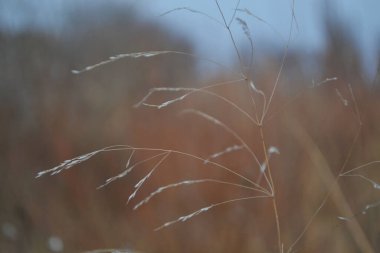 Hafif arka planda ince, beyaz çimenler..
