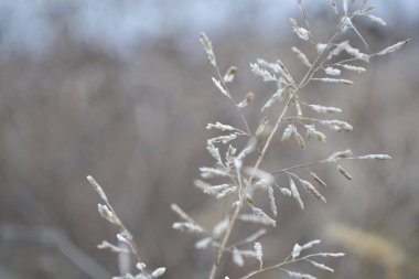 Hafif arka planda ince, beyaz çimenler..