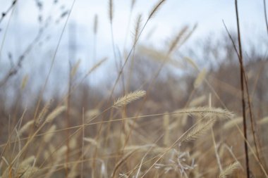 Hafif arka planda ince, beyaz çimenler..