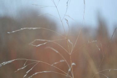 Hafif arka planda ince, beyaz çimenler..