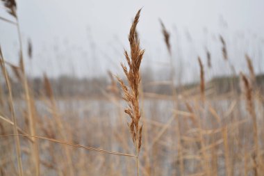 Pofuduk kamışları, mavi gökyüzünün arka planında, güneşin ışığında yakın çekim yapar..