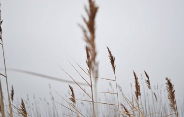 Pofuduk kamışları, mavi gökyüzünün arka planında, güneşin ışığında yakın çekim yapar..