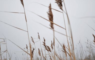 Pofuduk kamışları, mavi gökyüzünün arka planında, güneşin ışığında yakın çekim yapar..