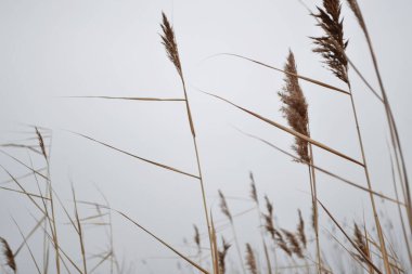 Pofuduk kamışları, mavi gökyüzünün arka planında, güneşin ışığında yakın çekim yapar..