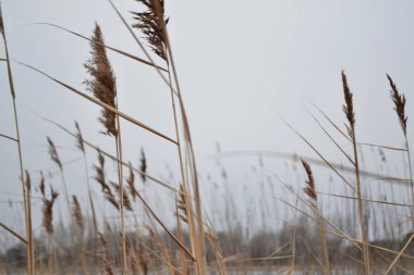 Pofuduk kamışları, mavi gökyüzünün arka planında, güneşin ışığında yakın çekim yapar..