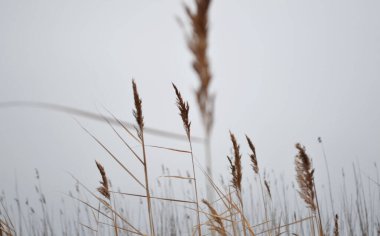 Pofuduk kamışları, mavi gökyüzünün arka planında, güneşin ışığında yakın çekim yapar..