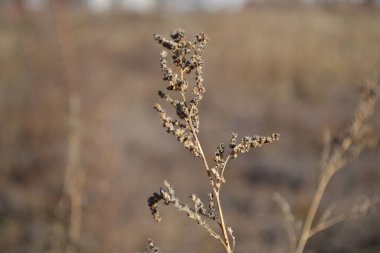 Bulanık arkaplanda narin çiçekler..