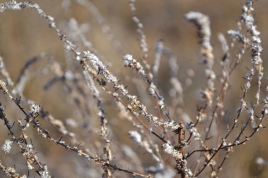 Bulanık arkaplanda narin çiçekler..